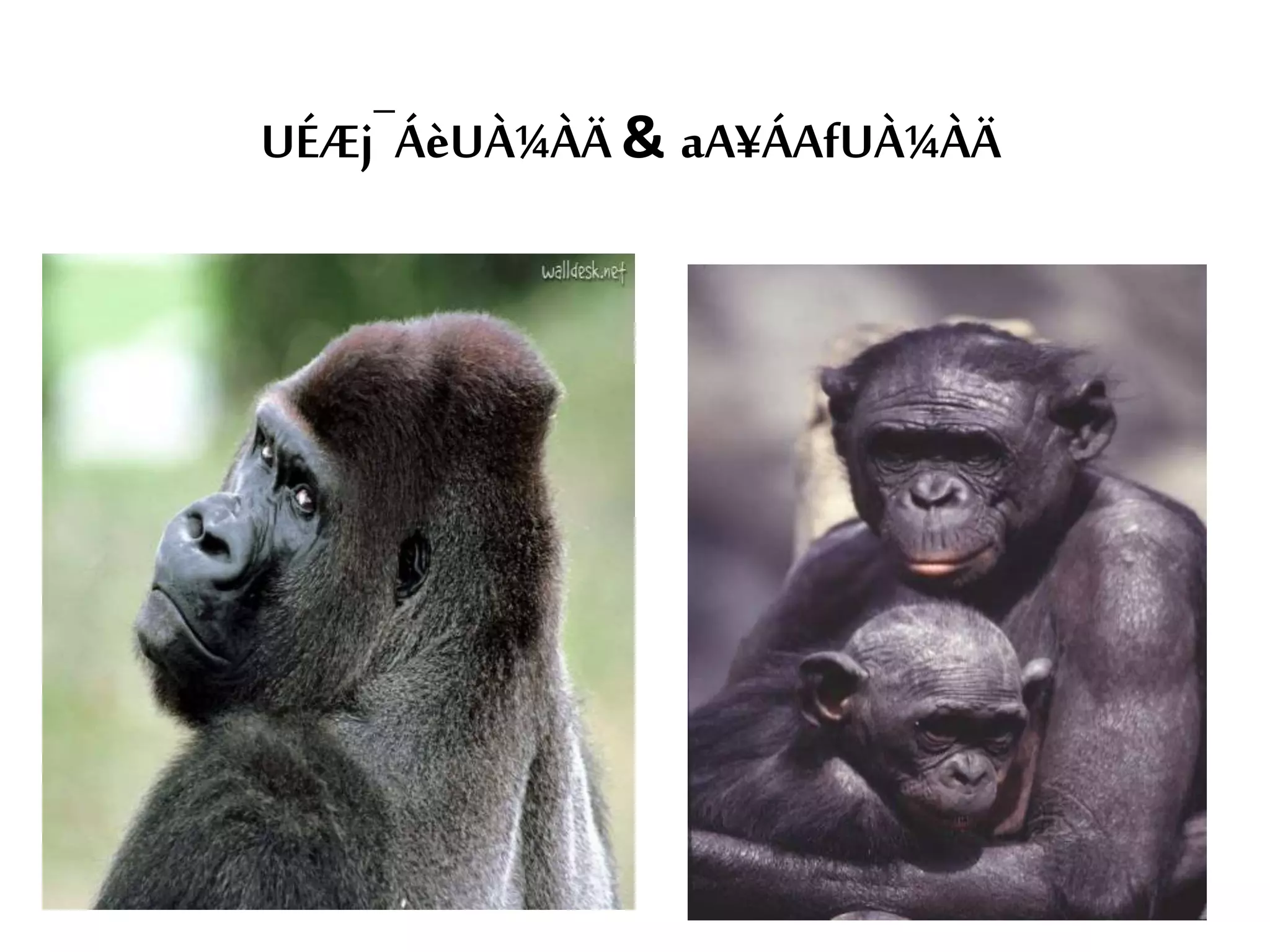 UÉÆj¯ÁèUÀ¼ÀÄ& aA¥ÁAfUÀ¼ÀÄ
 