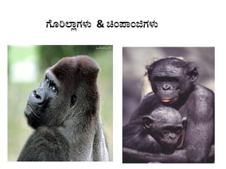 UÉÆj¯ÁèUÀ¼ÀÄ & aA¥ÁAfUÀ¼ÀÄ
 