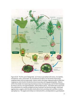 Treacheophytes | PDF