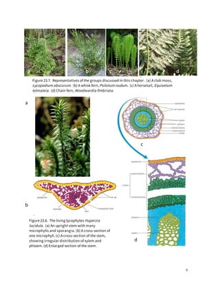 Microphyll Function Cross Section Treacheophytes | PDF