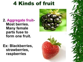 Raspberry Aggregation Chapter 23 Plant Reproduction.ppt