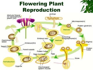 Chapter 23 Plant Reproduction.ppt