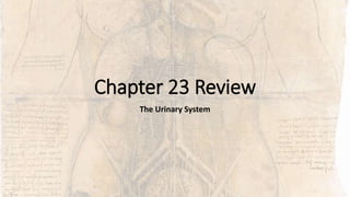 Chapter 23 Review
The Urinary System
 
