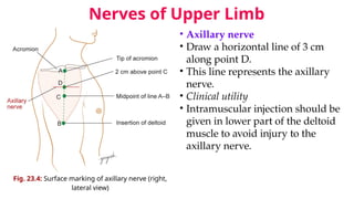 Chapter 23 Surface Marking of Upper Limb.pptx