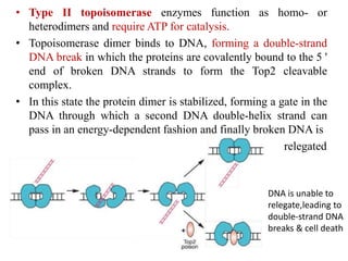 • Type II topoisomerase enzymes function as homo- or
heterodimers and require ATP for catalysis.
• Topoisomerase dimer binds to DNA, forming a double-strand
DNA break in which the proteins are covalently bound to the 5 '
end of broken DNA strands to form the Top2 cleavable
complex.
• In this state the protein dimer is stabilized, forming a gate in the
DNA through which a second DNA double-helix strand can
pass in an energy-dependent fashion and finally broken DNA is
• relegated
DNA is unable to
relegate,leading to
double-strand DNA
breaks & cell death
 
