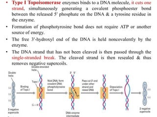 • Type I Topoisomerase enzymes binds to a DNA molecule, it cuts one
strand, simultaneously generating a covalent phosphoester bond
between the released 5′ phosphate on the DNA & a tyrosine residue in
the enzyme.
• Formation of phosphotyrosine bond does not require ATP or another
source of energy.
• The free 3′-hydroxyl end of the DNA is held noncovalently by the
enzyme.
• The DNA strand that has not been cleaved is then passed through the
single-stranded break. The cleaved strand is then resealed & thus
removes negative supercoils.
 