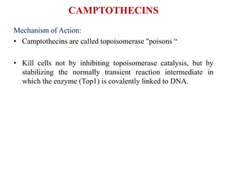 CAMPTOTHECINS
Mechanism of Action:
• Camptothecins are called topoisomerase "poisons “
• Kill cells not by inhibiting topoisomerase catalysis, but by
stabilizing the normally transient reaction intermediate in
which the enzyme (Top1) is covalently linked to DNA.
 