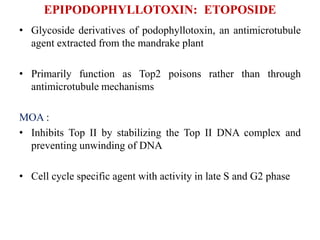 EPIPODOPHYLLOTOXIN: ETOPOSIDE
• Glycoside derivatives of podophyllotoxin, an antimicrotubule
agent extracted from the mandrake plant
• Primarily function as Top2 poisons rather than through
antimicrotubule mechanisms
MOA :
• Inhibits Top II by stabilizing the Top II DNA complex and
preventing unwinding of DNA
• Cell cycle specific agent with activity in late S and G2 phase
 