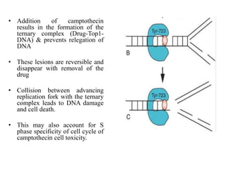 • Addition of camptothecin
results in the formation of the
ternary complex (Drug-Top1-
DNA) & prevents relegation of
DNA
• These lesions are reversible and
disappear with removal of the
drug
• Collision between advancing
replication fork with the ternary
complex leads to DNA damage
and cell death.
• This may also account for S
phase specificity of cell cycle of
camptothecin cell toxicity.
 