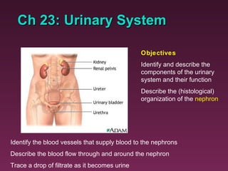 Ch 23: Urinary System Objectives Identify and describe the components of the urinary system and their function Describe the (histological) organization of the  nephron Identify the blood vessels that supply blood to the nephrons Describe the blood flow through and around the nephron Trace a drop of filtrate as it becomes urine 