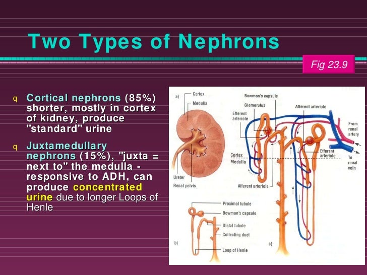 Нефрон мыши и верблюда. Nephron structure. Вена генле. Сосуды нефрона. Части нефрона и их функции таблица.