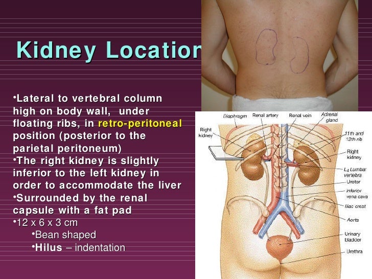 Chapter23 urinarymarieb