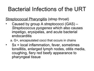 Bacterial Infections of the URT Streptococcal Pharyngitis  (strep throat) Caused by group A streptococci (GAS) –  Streptococcus pyogenes  which also causes impetigo, erysipelas, and acute bacterial endocarditis a. G+, encapsulated cocci that occurs in chains Sx = local inflammation, fever, sometimes tonsillitis, enlarged lymph nodes, otitis media, coughing, fiery red beefy appearance to pharyngeal tissue 