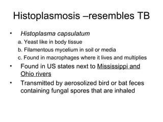 Histoplasmosis –resembles TB Histoplasma capsulatum  a. Yeast like in body tissue  b. Filamentous mycelium in soil or media c. Found in macrophages where it lives and multiplies Found in US states next to  Mississippi and Ohio rivers Transmitted by aerosolized bird or bat feces containing fungal spores that are inhaled 