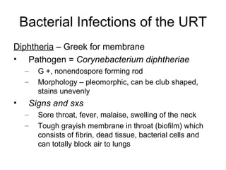 Bacterial Infections of the URT Diphtheria  – Greek for membrane Pathogen =  Corynebacterium diphtheriae G +, nonendospore forming rod Morphology – pleomorphic, can be club shaped, stains unevenly Signs and sxs Sore throat, fever, malaise, swelling of the neck Tough grayish membrane in throat (biofilm) which consists of fibrin, dead tissue, bacterial cells and can totally block air to lungs 