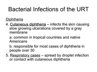 Bacterial Infections of the URT Diphtheria 4.  Cutaneous diphtheria  – infects the skin causing slow growing ulcerations covered by a gray membrane a. common in tropical countries and native Americans b. responsible for most cases of diphtheria in people over 30 5.  Respiratory cases  – spread by droplet infection or contact with cutaneous diphtheria 