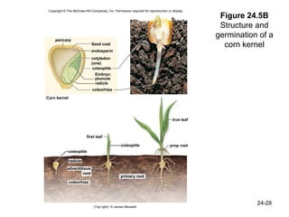 Bio 100 Chapter 24 | PPT