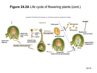 Figure 24.2A Life cycle of flowering plants (cont.)

                              Copyright © The McGraw-Hill Companies, ...