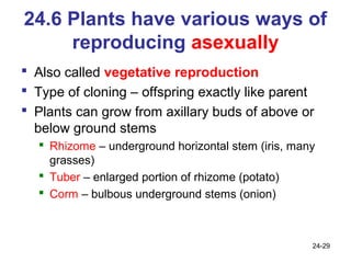 24.6 Plants have various ways of
     reproducing asexually
 Also called vegetative reproduction
 Type of cloning – offs...