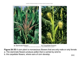 Figure 24.1D A corn plant is monoecious (flowers that are only male or only female
a. The staminate flowers produce pollen...