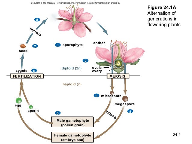 bio 100 revision chapter 4 N100 help page practice exam 1, biology n100, iupui, dr marrs 25 questions answer key follows question 25 multiple choice: please select the best answer: 1 4. bio 100 revision chapter 4 N100 help page practice exam 1, biology n100, iupui, dr marrs 25 questions answer key follows question 25 multiple choice: please select the best answer: 1 4.
