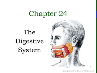 Copyright © John Wiley & Sons, Inc. All rights reserved.
Chapter 24
The
Digestive
System
 