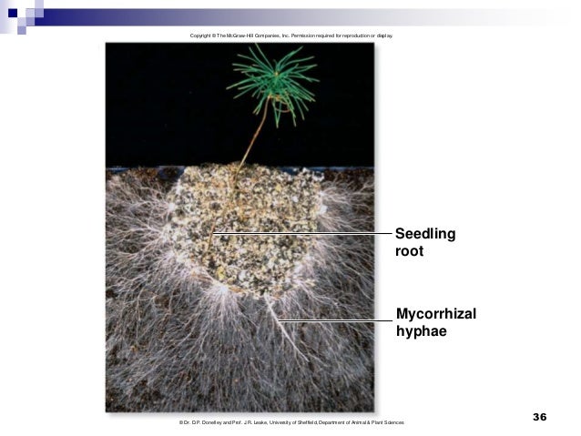 Fungal Food Organic Molecules As Fungal Food Organic Molecules As