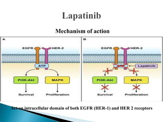 Lapatinib Mechanism Of Action