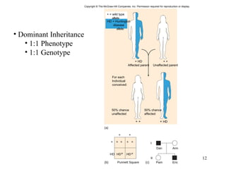 Copyright © The McGraw-Hill Companies, Inc. Permission required for reproduction or display. (a) (b) (c) I II Ann Dan Eric Pam HD HD HD Punnett Square + = wild type allele HD = Huntington disease allele + HD Affected parent + + Unaffected parent For each Individual conceived: 50% chance unaffected 50% chance affected + + +  HD Dominant Inheritance 1:1 Phenotype 1:1 Genotype 