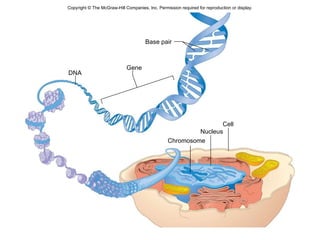 DNA Base pair Cell Gene Nucleus Chromosome Copyright © The McGraw-Hill Companies, Inc. Permission required for reproduction or display. 