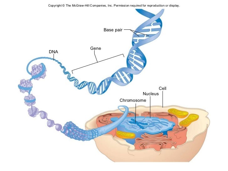 Chapter 24 Genetics and Genomics