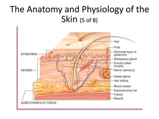 The Anatomy and Physiology of the
Skin (5 of 8)
 