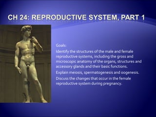 Goals: Identify the structures of the male and female reproductive systems, including the gross and microscopic anatomy of the organs, structures and accessory glands and their basic functions. Explain meiosis, spermatogenesis and oogenesis. Discuss the changes that occur in the female reproductive system during pregnancy. 