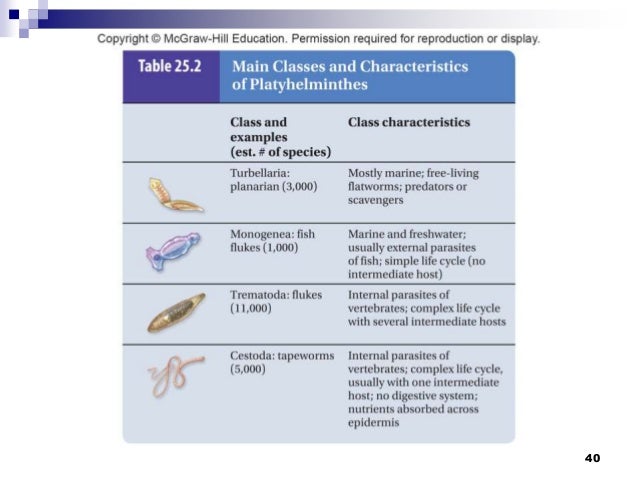 Image result for classes of platyhelminthes