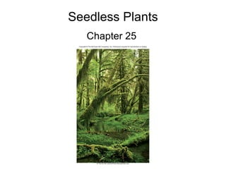 Seedless Plants
Chapter 25
 