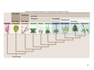 3
Copyright © The McGraw-Hill Companies, Inc. Permission required for reproduction or display.
Ancestral alga
Chlorophytes Charophytes Liverworts HornwortsMosses Lycophytes Gymnosperms Angiosperms
Seed plants
Euphyllophytes
Bryophytes
Land plants
Streptophyta
Green plants
Green algaeGreen algae
Red Algae
Tracheophytes
Ferns + Allies
 