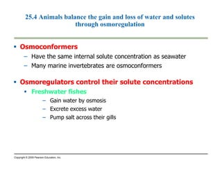 25.4 Animals balance the gain and loss of water and solutes 
through osmoregulation 
 Osmoconformers 
– Have the same internal solute concentration as seawater 
– Many marine invertebrates are osmoconformers 
 Osmoregulators control their solute ccoonncceennttrraattiioonnss 
 FFrreesshhwwaatteerr ffiisshheess 
– Gain water by osmosis 
– Excrete excess water 
– Pump salt across their gills 
Copyright © 2009 Pearson Education, Inc. 
 