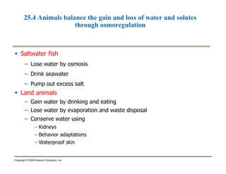 25.4 Animals balance the gain and loss of water and solutes 
 Saltwater fish 
through osmoregulation 
– Lose water by osmosis 
– Drink seawater 
– Pump out excess salt 
 Land animals 
– Gain water by drinking and eating 
– Lose water by evaporation and waste disposal 
– Conserve water using 
– Kidneys 
– Behavior adaptations 
– Waterproof skin 
Copyright © 2009 Pearson Education, Inc. 
 