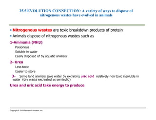 25.5 EVOLUTION CONNECTION: A variety of ways to dispose of 
nitrogenous wastes have evolved in animals 
 Nitrogenous wastes are toxic breakdown products of protein 
 Animals dispose of nitrogenous wastes such as 
1-Ammonia (NH3) 
Poisonous 
Soluble in water 
Easily disposed of by aquatic animals 
22-- UUrreeaa 
Less toxic 
Easier to store 
3- Some land animals save water by excreting uric acid relatively non toxic insoluble in 
water (dry waste excreated as semisolid) 
Urea and uric acid take energy to produce 
Copyright © 2009 Pearson Education, Inc. 
 
