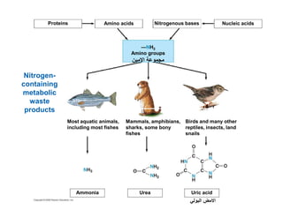 Proteins Amino acids Nitrogenous bases 
Nucleic acids 
—NH2 
Amino groups 
ن ا  و
 
Nitrogen-containing 
metabolic 
waste 
products 
Birds and many other 
reptiles, insects, land 
snails 
Uric acid 
Mammals, amphibians, 
sharks, some bony 
fishes 
Most aquatic animals, 
including most fishes 
Ammonia Urea 
 