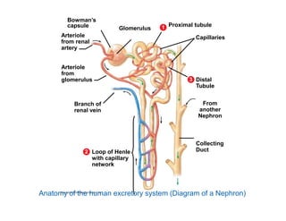 Renal cortex 
Renal medulla 
Renal pelvis 
Ureter 
Anatomy of the human excretory system (L.Sec. Kidney) 
 