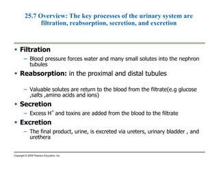 Renal cortex 
Bowman’s 
Capsule 
Collecting 
Duct 
Renal artery 
Renal vein 
Tubule 
To 
renal 
Pelvis 
Renal medulla 
Anatomy of the human excretory system C.Sec. Kidney 
 