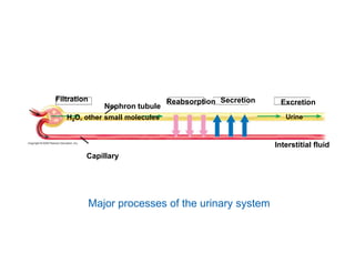 Bowman’s 
capsule 
Arteriole 
from renal 
artery 
Arteriole 
from 
glomerulus 
Glomerulus 
Proximal tubule 
Distal 
Tubule 
Branch of 
renal vein 
Capillaries 
From 
another 
3 
1 
Nephron 
Loop of Henle 
with capillary 
network 
Collecting 
2 Duct 
Anatomy of the human excretory system (Diagram of a Nephron) 
 