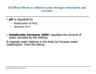 25.7 Overview: The key processes of the urinary system are 
filtration, reabsorption, secretion, and excretion 
 Filtration 
– Blood pressure forces water and many small solutes into the nephron 
tubules 
 Reabsorption: in the proximal and distal tubules 
– Valuable solutes are return to the blood from the filtrate(e.g glucose 
,salts ,amino acids and ions) 
 Secretion 
– Excess H+ and toxins are added from the blood to the filtrate 
 Excretion 
– The final product, urine, is excreted via ureters, urinary bladder , and 
urethera 
Copyright © 2009 Pearson Education, Inc. 
 