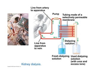 25.8 Blood filtrate is refined to urine through reabsorption and 
 pH is regulated by 
– Reabsorption of HCO3 
– 
– Secretion of H+ 
secretion 
 Antidiuretic hormone (ADH) regulates the amount of 
water excreted by the kidneys 
It regulate water balance in the body by increase water 
reabsorption from the kidney. 
Copyright © 2009 Pearson Education, Inc. 
 