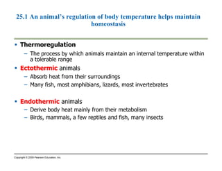 25.1 An animal’s regulation of body temperature helps maintain 
 Thermoregulation 
homeostasis 
– The process by which animals maintain an internal temperature within 
a tolerable range 
 Ectothermic animals 
– Absorb heat from their surroundings 
– Many fish, most amphibians, lizards, most invertebrates 
 Endothermic animals 
– Derive body heat mainly from their metabolism 
– Birds, mammals, a few reptiles and fish, many insects 
Copyright © 2009 Pearson Education, Inc. 
 