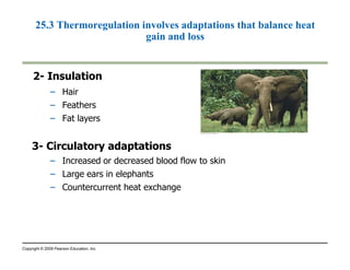 25.3 Thermoregulation involves adaptations that balance heat 
2- Insulation 
– Hair 
– Feathers 
– Fat layers 
gain and loss 
3- Circulatory adaptations 
– Increased or decreased blood flow to skin 
– Large ears in elephants 
– Countercurrent heat exchange 
Copyright © 2009 Pearson Education, Inc. 
 
