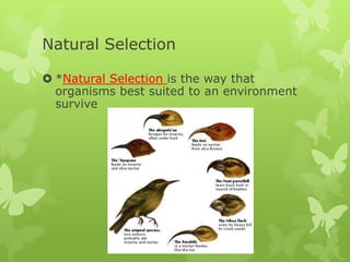 Natural Selection

 *Natural Selection is the way that
  organisms best suited to an environment
  survive
 