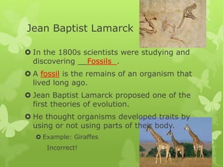 Jean Baptist Lamarck

 In the 1800s scientists were studying and
  discovering __Fossils .
 A fossil is the remains of an organism that
  lived long ago.
 Jean Baptist Lamarck proposed one of the
  first theories of evolution.
 He thought organisms developed traits by
  using or not using parts of their body.
   Example: Giraffes
     Incorrect!
 