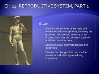 Goals:
1.   Identify the structures of the male and
     female reproductive systems, including the
     gross and microscopic anatomy of the
     organs, structures and accessory glands
     and their basic functions.
2.   Explain meiosis, spermatogenesis and
     oogenesis.
3.   Discuss the changes that occur in the
     female reproductive system during
     pregnancy.
 